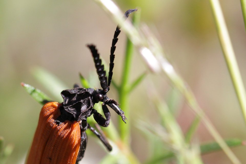 Lycid Beetle (Porrostoma sp)